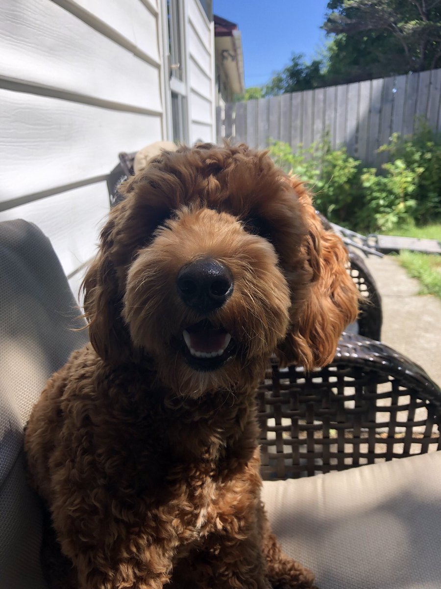 jomurf82's tweet photo. @CBC Happy International Dog Day from Manny!! https://t.co/vgiLB9XY5D