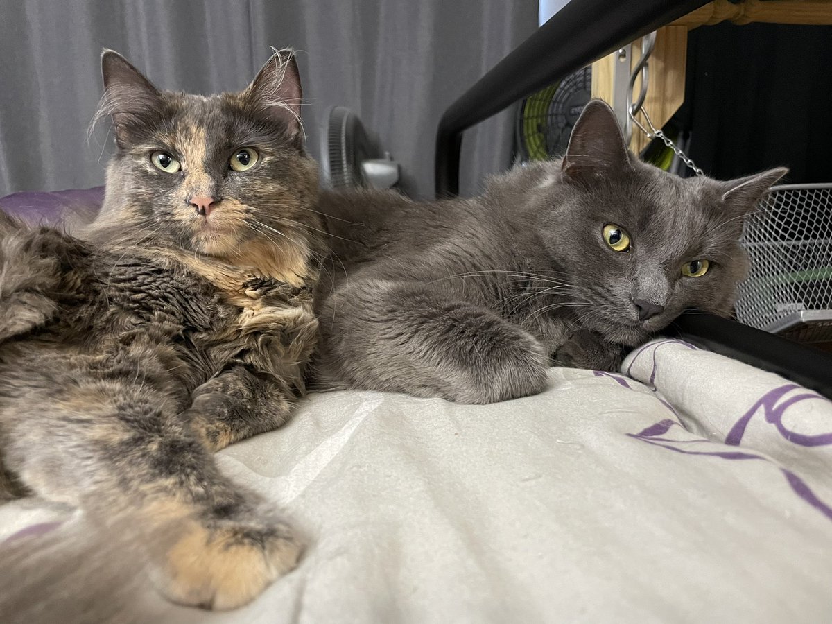 <a href="/HarleyMollyCat/">🏳️‍🌈Molly Weasley & Harley McFluffybutt 🏳️‍🌈</a> So cute.  Hi Harley.