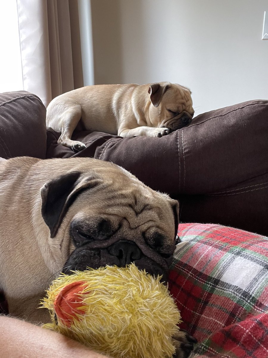 “I love taking afternoon naps with momma, especially on #NationalDogDay and with my bruddah and favorite toy.” 🐶🐶😴🐔#HendrixPug #ZeppelinPug #DogsofTwittter #pugs #Pugsoftwitter