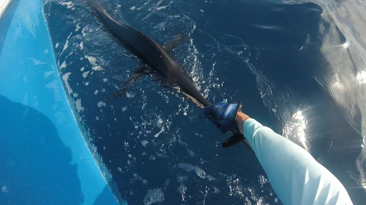 JustinGrubich's tweet photo. Nice to meet you…Istiophorus albicans…we should do this again sometime soon.#atlanticsailfish https://t.co/PFbIHAJT5B