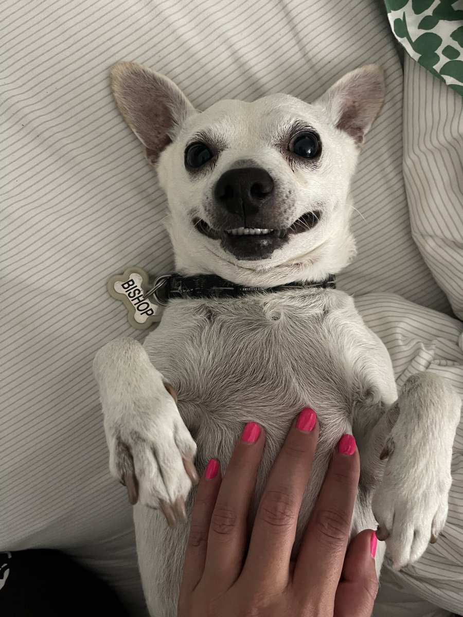 edmeejorge's tweet photo. @brianne2k the perfect pig! #PopChat https://t.co/XiIVJMiDt1