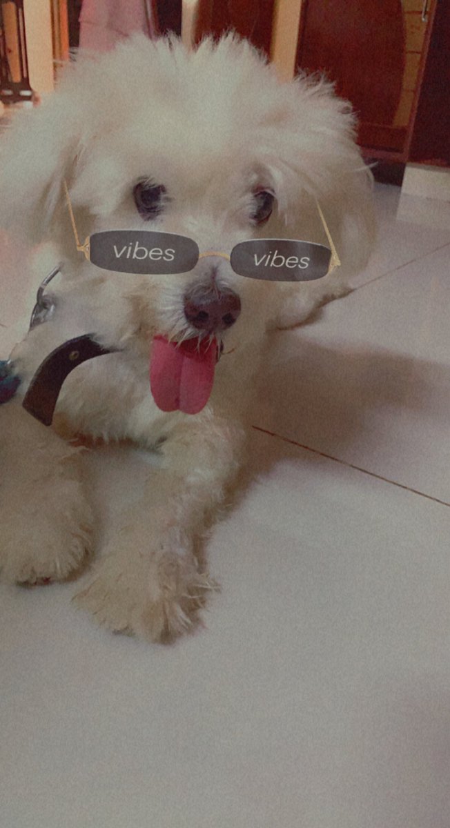idc_lmaoo's tweet photo. Cutiee♥️.#dogs #lasaapso #friendlydogs https://t.co/EbM5HvGvwV