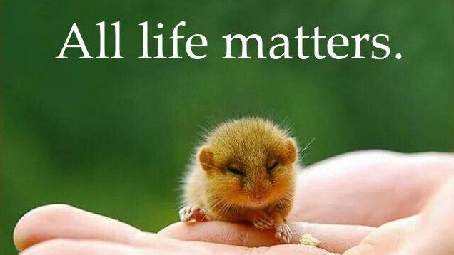 RathboneKim's tweet photo. Message From A Mouse
“We must protect the forests for our children, grandchildren, and children yet to be born. We must protect the forests for those who can’t speak for themselves such as the birds, animals, fish, and trees.” Chief Qwatsinas
Join the VLM and make a difference https://t.co/uGZbSwBzG0