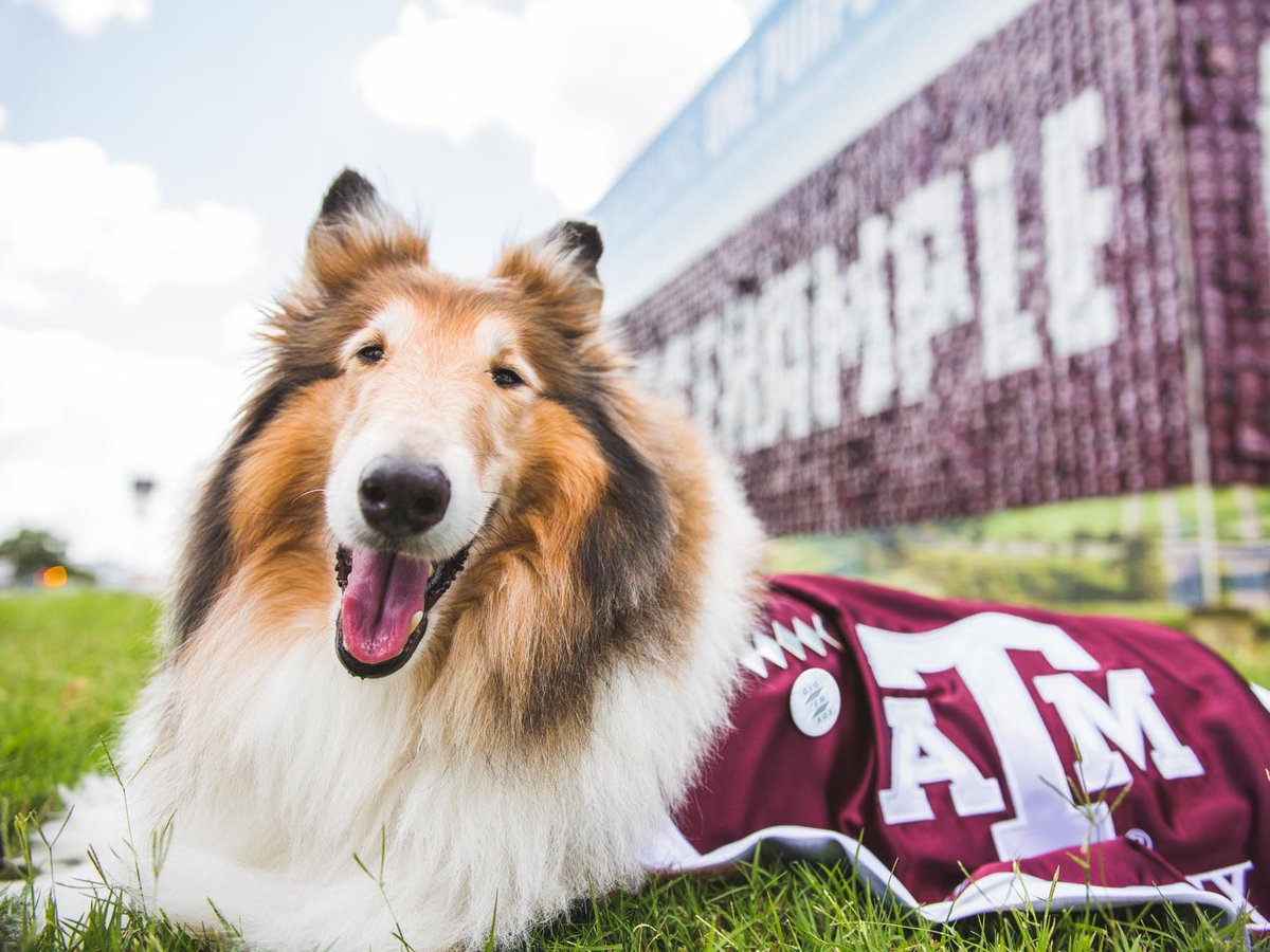 SEC's tweet photo. 11/10 the best floofs in the country 🐾

#NationalDogDay x #ItJustMeansMore https://t.co/hE1gjBbpSe