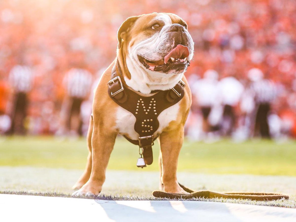 SEC's tweet photo. 11/10 the best floofs in the country 🐾

#NationalDogDay x #ItJustMeansMore https://t.co/hE1gjBbpSe
