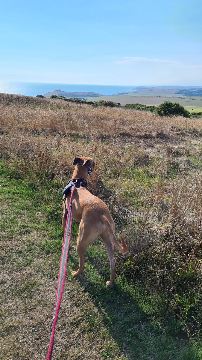 Happy #InternationalDogDay from Bear who always brings joy to each day ❤️