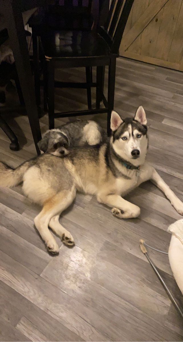 katysuee20's tweet photo. @13abc Oakley and Nemo❤️ https://t.co/jBzMBBa5mB