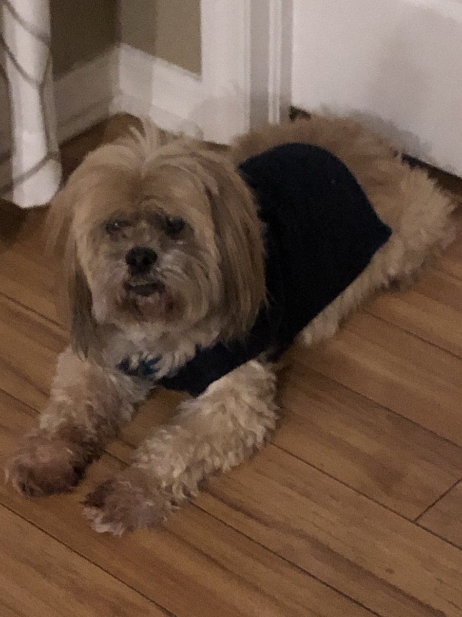 CindyMKelly's tweet photo. @PatrickHwuMD Benji - 16 years old ❤️ https://t.co/XtOi5IoUBk