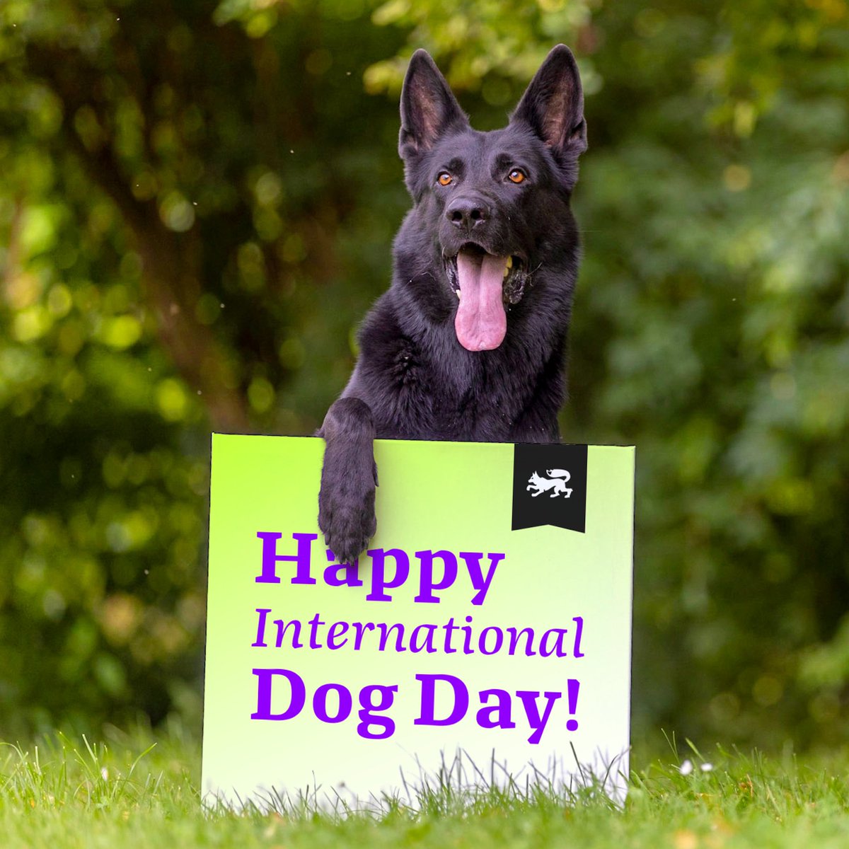 lazydogtype's tweet photo. @ilovetypography @arabictype This is obviously a VERY important holiday for us Lazydogs! Love to all the (p)awesome dogs out there – stay lazy 😎🐾🐕 https://t.co/oUZfm9bCR0