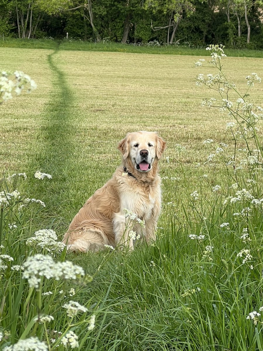 Rapha_Wellbeing's tweet photo. Happy #InternationalDogDay to all my doggy friends 🐾🐾

#wellbeingdog https://t.co/SxxpTdmpuH