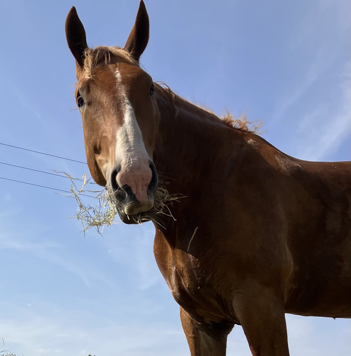 archiesauraus's tweet photo. Ok, here's the plan. I'm sure some of my very good friends are of a medical persuasion. So, I need an 'expert' to report to Mum that her poorly foot is a direct result of dressage and the only cure is abstinence. #ThePerfectPlan #ImAGenius https://t.co/87esKlZEKJ