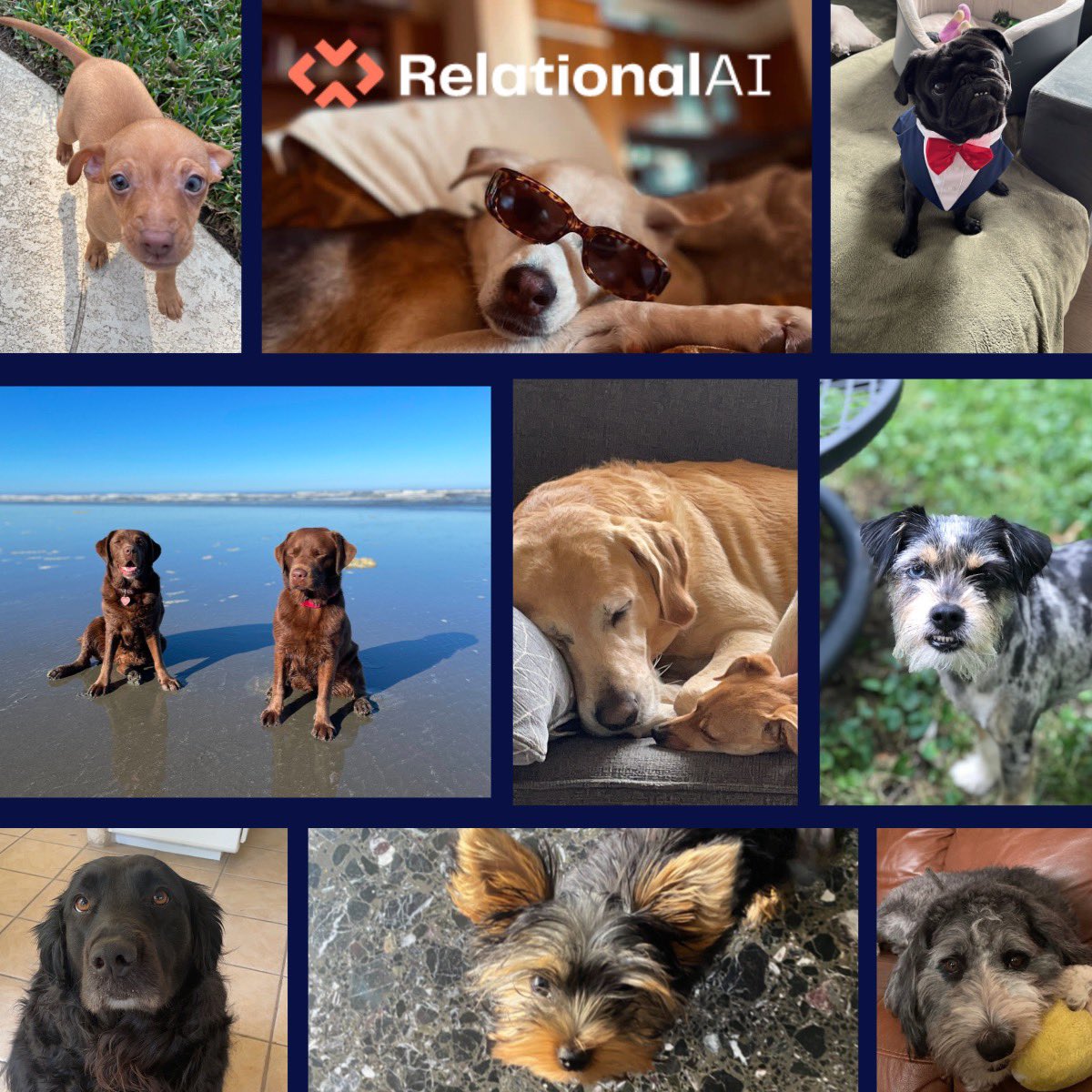 RelationalAI's tweet photo. One of the perks of our remote-first approach is getting to #workfromhome with these adorable friends! In honour of #NationalDogDay we’re sharing the dogs of RAI helping us code while we work remotely. Want to work with your dog? Check out our openings⬇️ https://t.co/QP2a0ALAQB https://t.co/97R9bsPf5O