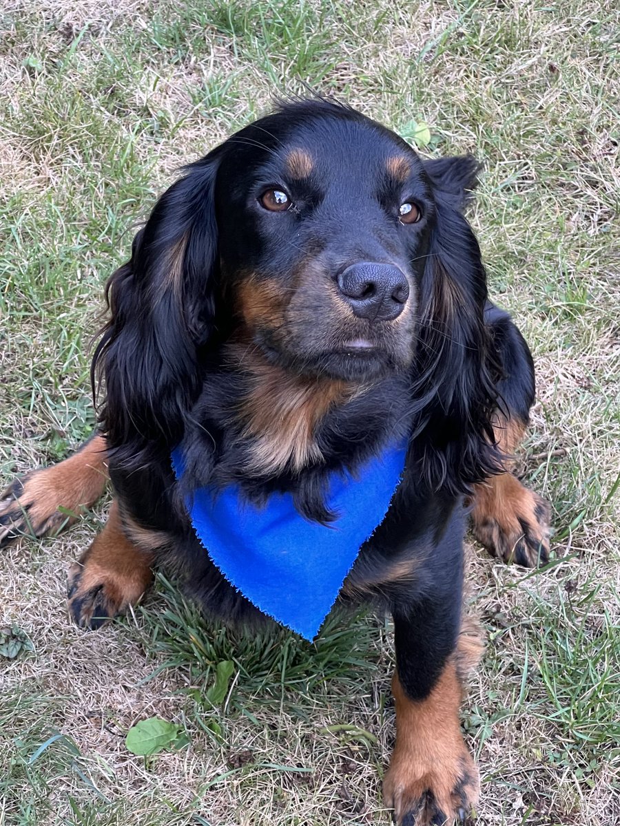 cspencer1508's tweet photo. Joey sporting a celebratory bandana on his 1st birthday, today - which is coincidentally #internationaldogsday #animalsofalthorp https://t.co/CiThPg6T1P
