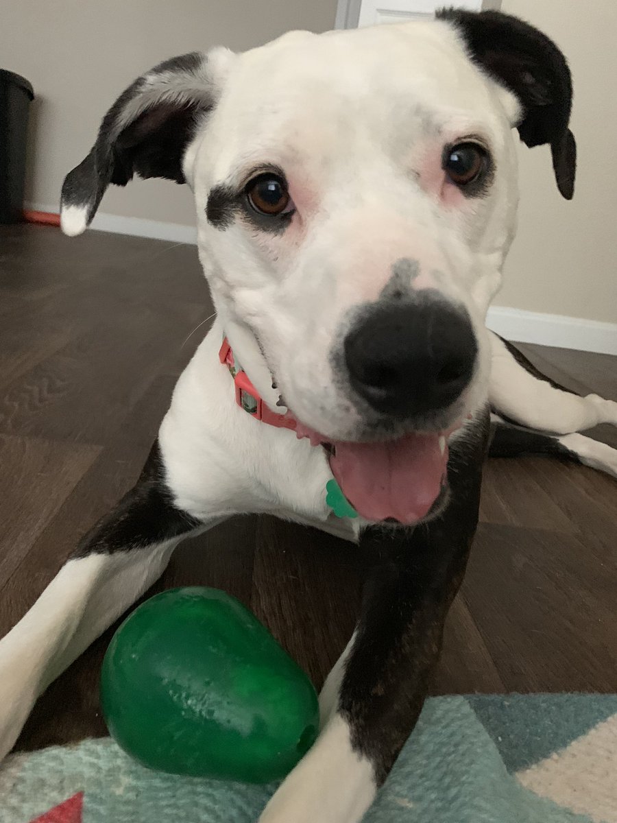 steamoto's tweet photo. It’s #InternationalDogDay so have some serotonin, and remember that 🐼Chaplynn and 🐶Booker T. DeWitt love and believe in you 💕🥺 https://t.co/jqEOOM3MqF
