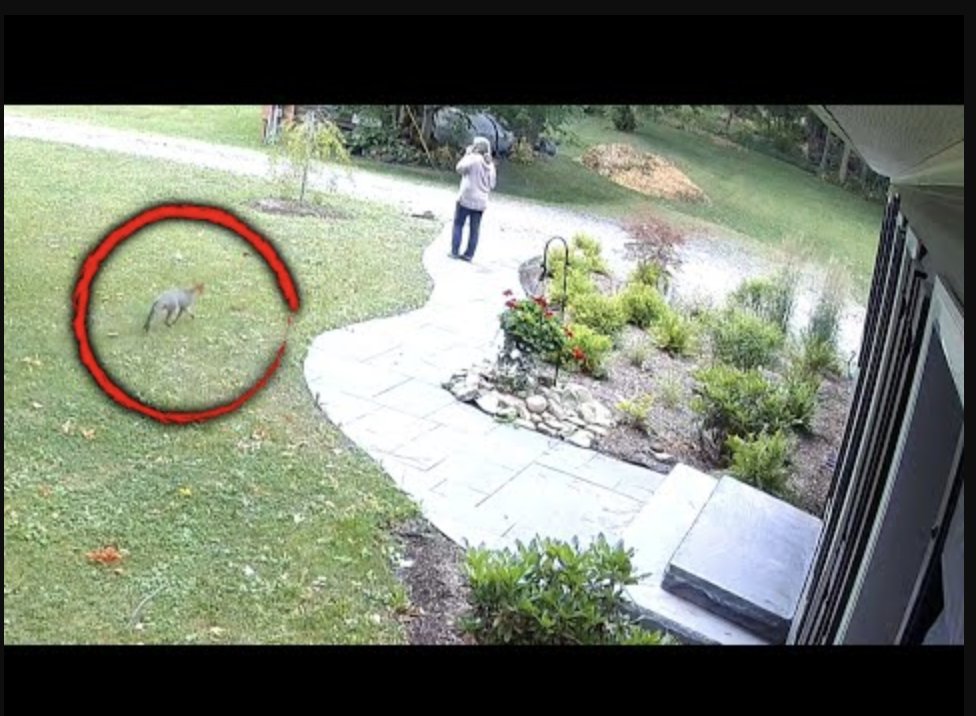 Inside Edition on Twitter "A rabid fox attacked a woman outside of her(01)