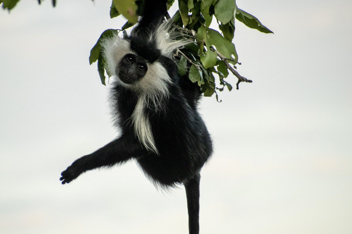 blw9786's tweet photo. I’m #teamfish but please enjoy my favorite photos of the amazing vervets and colobus that hang out around the station where I did my summer field work  😍#SENRfieldwork   @GrayFishLab GrayFishLab @PintorLabOSU @OSUEnvironment https://t.co/ZsOlkvEvp3