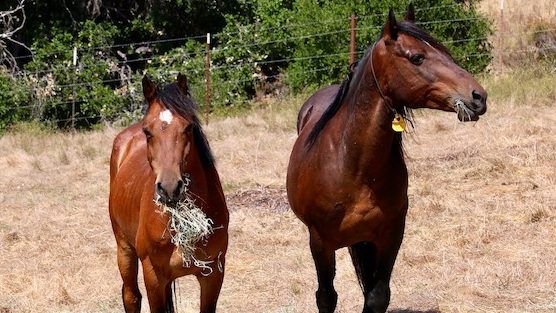 pferderesonanz's tweet photo. USFS to remove 500 wild horses from Devil’s Garden (Calif.) https://t.co/H4Ol2X07bq https://t.co/TdXhxsaxMB