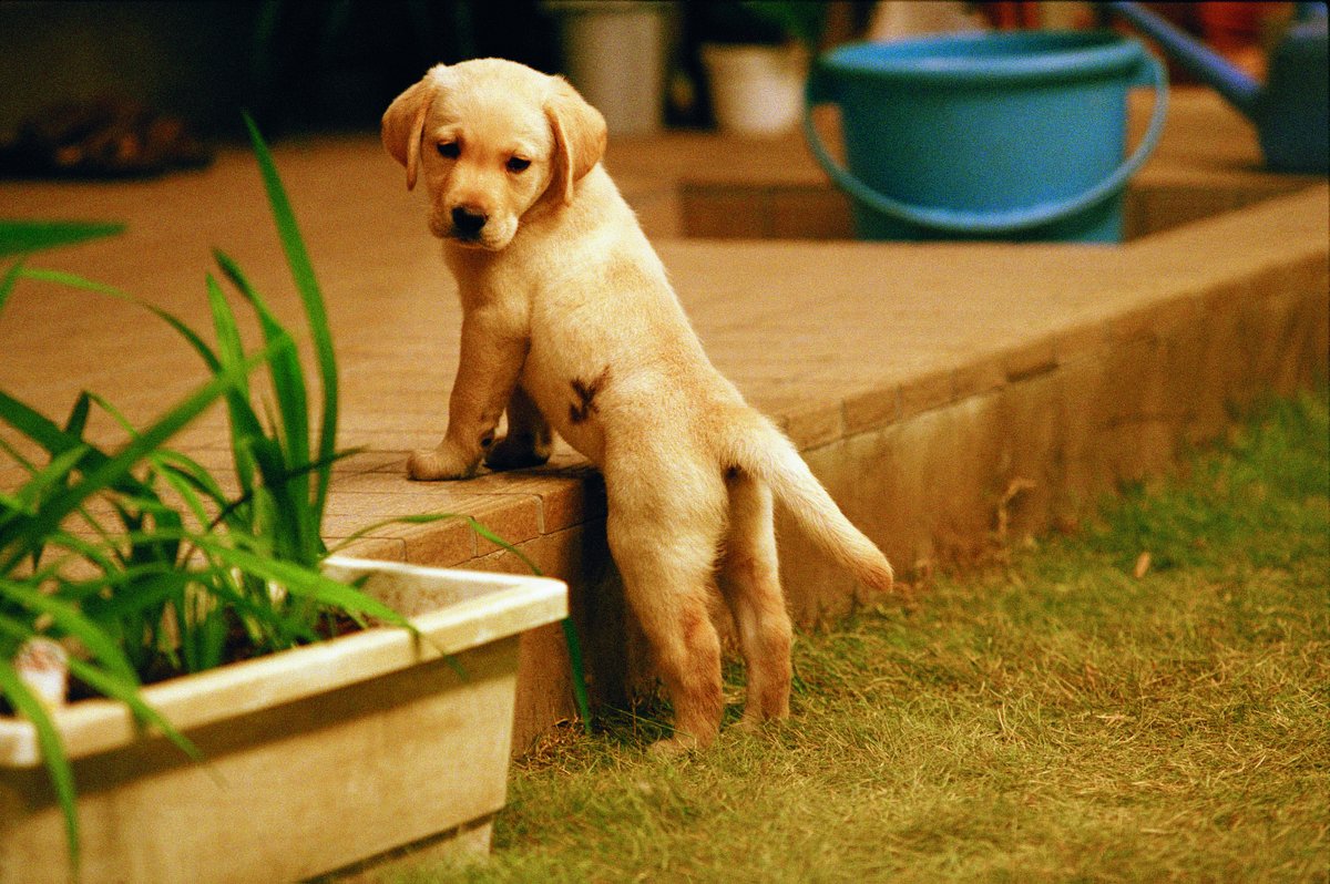 #NowWatching for #NationalDogDay, the very good pup QUILL: The Life of a Guide Dog.