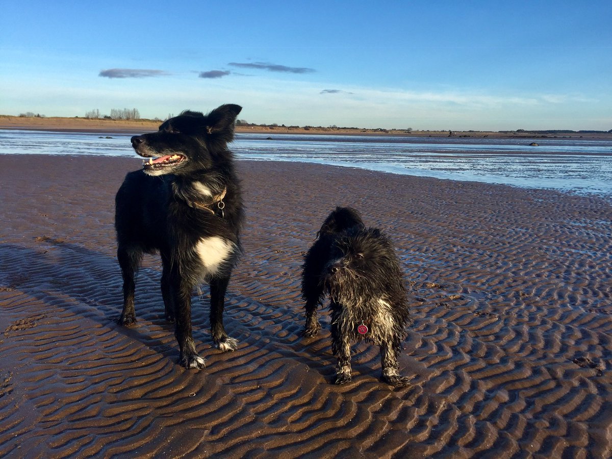 SirGuinnessB's tweet photo. #InternationalDogDay love from my two muppets 💗🐾💗 #AdoptDontShop https://t.co/WxdZgU9yIs