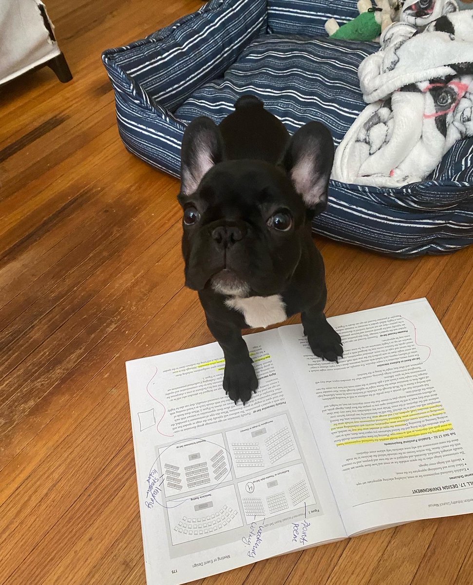 themeetguide's tweet photo. Happy National Dog Day to all of our furry friends!🐾
Please enjoy these pictures of some of our fur babies/study buddies, Benny, Hammer, and Rosie!
#nationaldogday #themeetguide #cmp #meetingsandevents #meetingprofs #eventprofs #eventplanners #hospitality https://t.co/kwL5YUzdIo