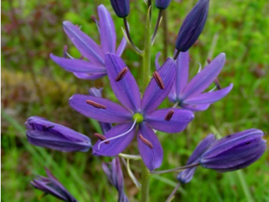 LuckiamuteWC's tweet photo. Polk and Benton County Soil &amp; Water Conservation Districts both have native plant sales coming up! Fall is a great time to plant native bulbs and seeds, and your local SWCD plant sales are the perfect way to get started. Learn more at https://t.co/poxwSSlDXC https://t.co/o3pD6a3cIE