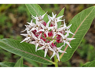 LuckiamuteWC's tweet photo. Polk and Benton County Soil &amp; Water Conservation Districts both have native plant sales coming up! Fall is a great time to plant native bulbs and seeds, and your local SWCD plant sales are the perfect way to get started. Learn more at https://t.co/poxwSSlDXC https://t.co/o3pD6a3cIE