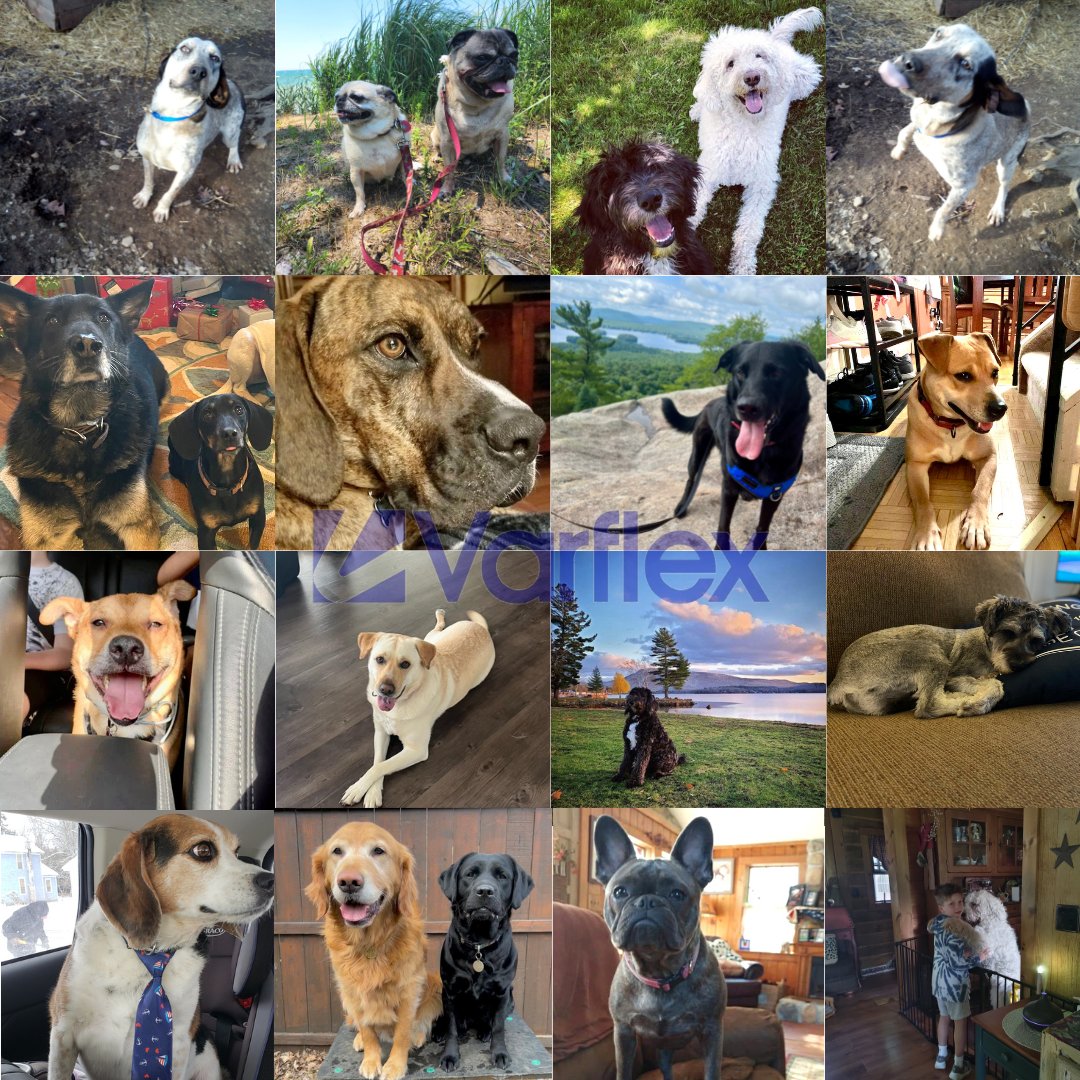 varflexcorp's tweet photo. Happy #InternationalDogDay from @varflexcorp! https://t.co/6HfwMnvdzU