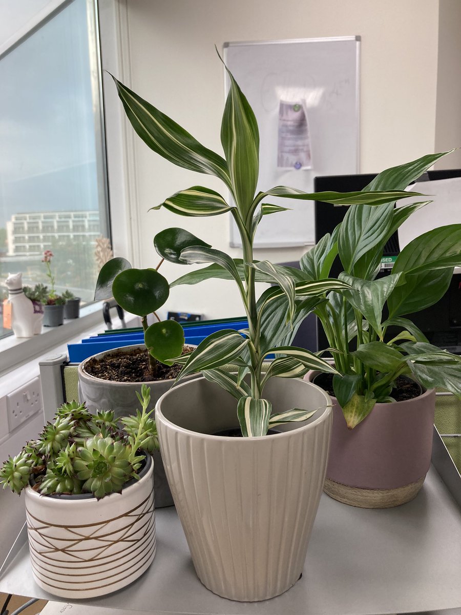 Been back to work since Thursday last week.  So happy to see my plants all looking great!  Thankful to my @uclh work colleagues @GrzegorzDrozdz, @MooMooNet19 and Bernie for looking after them when I was away. #plantsatwork #officeplants #wellbeingatwork