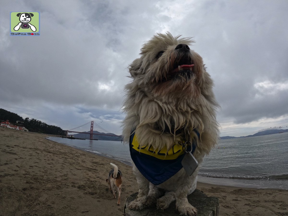 GoProCharlie1's tweet image. GoPro Charlie sez me and momz sure loves #TedLasso #believe 🚀🤪🚀🌉🌫😎 #SanFrancisco #goldengatebridge #karlthefog #GoPro #goprohero10 #goprodogs #goprocharlie #liondog #superdog #dogcelebration #landofdogs #dogsoftwitter 🐶🦁🚀🌉🌫😎