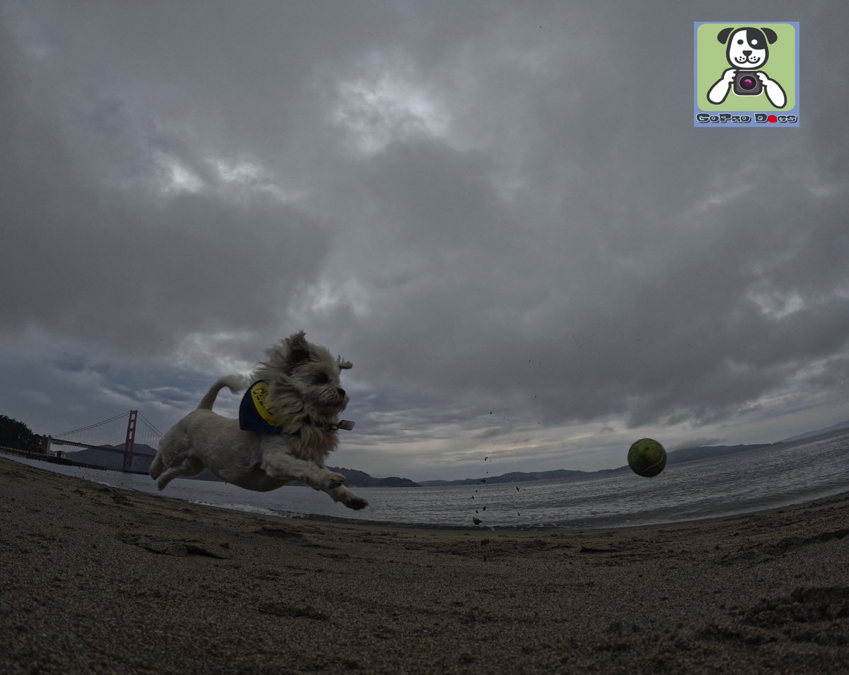 GoProCharlie1's tweet image. GoPro Charlie sez me and momz sure loves #TedLasso #believe 🚀🤪🚀🌉🌫😎 #SanFrancisco #goldengatebridge #karlthefog #GoPro #goprohero10 #goprodogs #goprocharlie #liondog #superdog #dogcelebration #landofdogs #dogsoftwitter 🐶🦁🚀🌉🌫😎