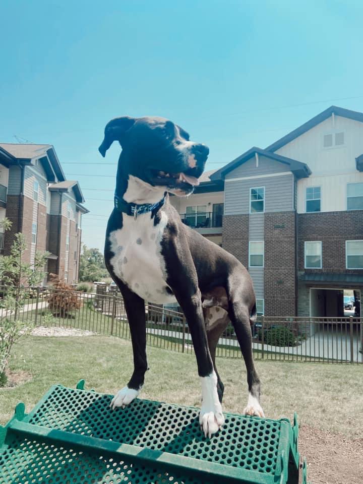 KPFL1C4's tweet photo. @budlight #KamoBleu 🐾💙🐾 https://t.co/lx0owFuGSL
