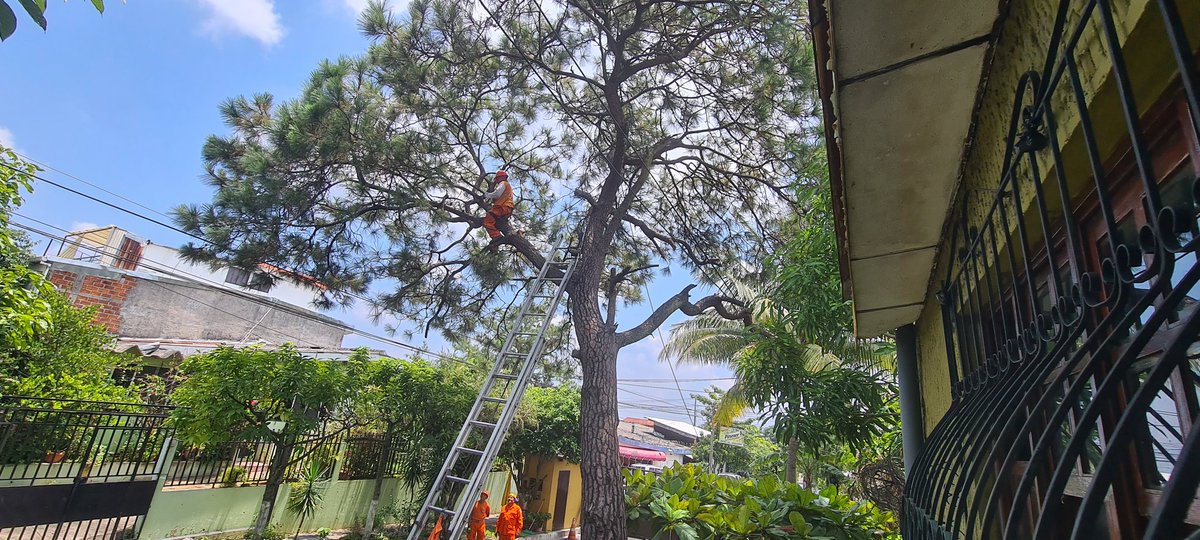 dasanfu's tweet photo. @PROCIVILSV @prensagrafica @elsalvadorcom @tcsnoticias Felicito la respuesta de protección civil para atender la solicitud de árbol inclinado. Es un ejemplo que deben seguir todas las instituciones https://t.co/bnQEA96oCa
