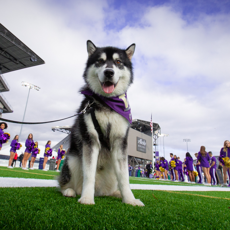 UWAthletics's tweet photo. This year is the 100-year anniversary of live mascots at Washington! 

From Frosty I in 1922 to @DubsUW today, we've had a lot of very good dawgs rep the purple and gold.

#GoHuskies x #NationalDogDay
