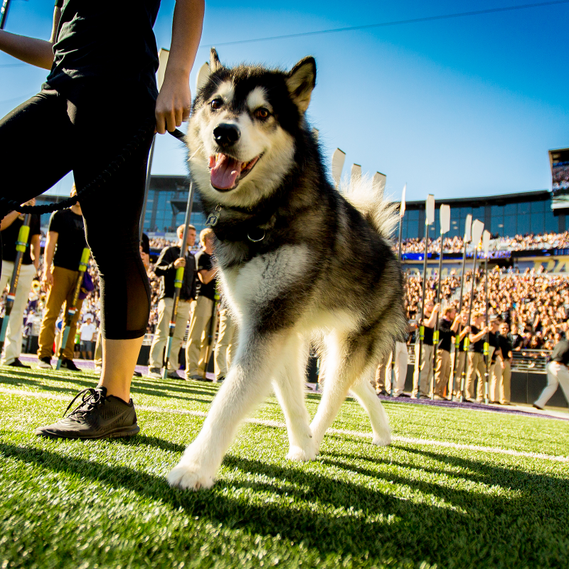 UWAthletics's tweet photo. This year is the 100-year anniversary of live mascots at Washington! 

From Frosty I in 1922 to @DubsUW today, we've had a lot of very good dawgs rep the purple and gold.

#GoHuskies x #NationalDogDay