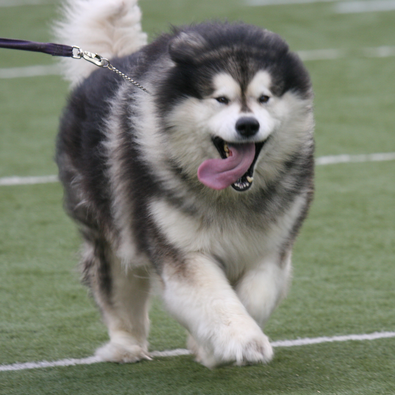 UWAthletics's tweet photo. This year is the 100-year anniversary of live mascots at Washington! 

From Frosty I in 1922 to @DubsUW today, we've had a lot of very good dawgs rep the purple and gold.

#GoHuskies x #NationalDogDay