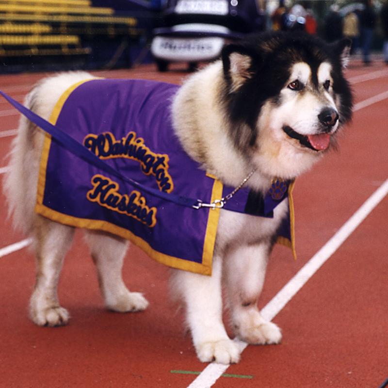 UWAthletics's tweet photo. This year is the 100-year anniversary of live mascots at Washington! 

From Frosty I in 1922 to @DubsUW today, we've had a lot of very good dawgs rep the purple and gold.

#GoHuskies x #NationalDogDay