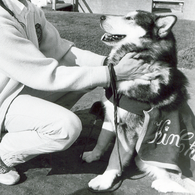 UWAthletics's tweet photo. This year is the 100-year anniversary of live mascots at Washington! 

From Frosty I in 1922 to @DubsUW today, we've had a lot of very good dawgs rep the purple and gold.

#GoHuskies x #NationalDogDay