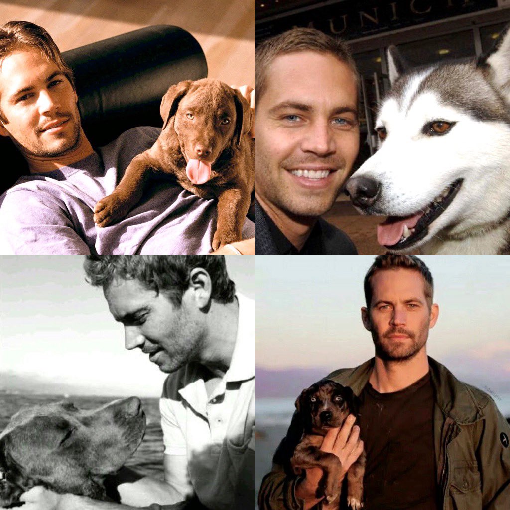 RealPaulWalker's tweet photo. 🐶💙 #NationalDogDay #TeamPW https://t.co/bwLigkJ1Uq