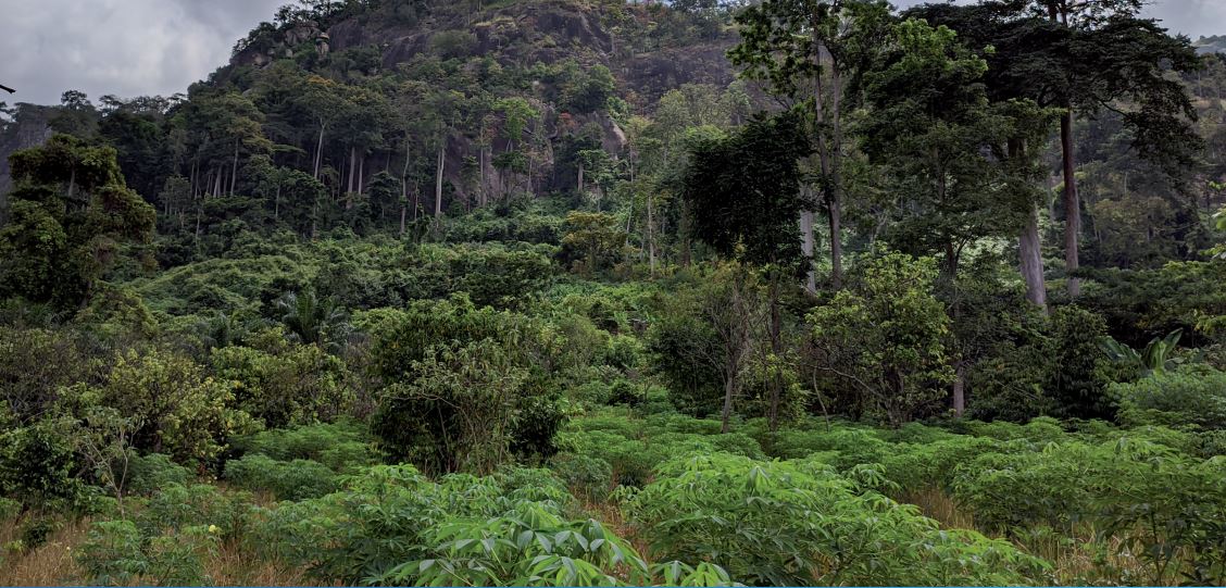 FAOWestAfrica's tweet photo. La réunion de programmation du FEM-8 de @FAOWestAfrica permettra de partager des infos sur le #SCOLUR-CI qui vise à promouvoir les chaînes de valeur du cacao sans déforestation et restaurer les🌳 dans les paysages à cacao en 🇨🇮 et cible 2⃣0⃣8⃣3⃣0⃣0⃣ bénéficiaires.#GEF8WESTAFRICA https://t.co/LVV9mbKgdB