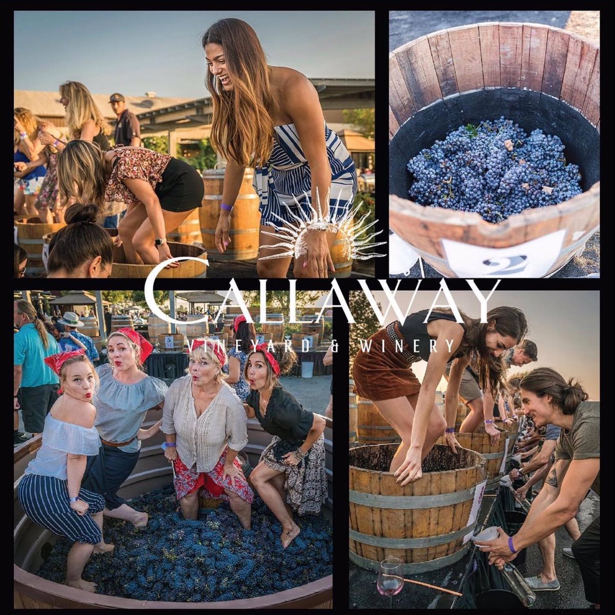 CallawayWinery's tweet image. Grape stomping time has officially arrived and you won’t want to miss out on this epic event! Grab your friends and family for this unforgettable, undeniably fun-filled grape stomp and harvest festival! 🍇🦶🏻
🎟Tickets: callawaywinery.com

#temeculawinecountry #temecula