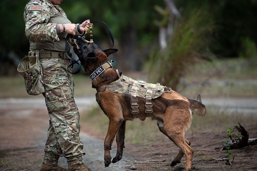 🐕 Happy International Dog Day!
📷: Staff Sgt. Ryan Brooks
#MWD #militaryworkingdog #k9handler #canine #canineunit #k9unit #doghandler #k9training #k9leadstheway #k9ltw #workingdog #workingdogs #workingk9 #k9partner #k9team #dogsquad #dogswithjobs #k9hero