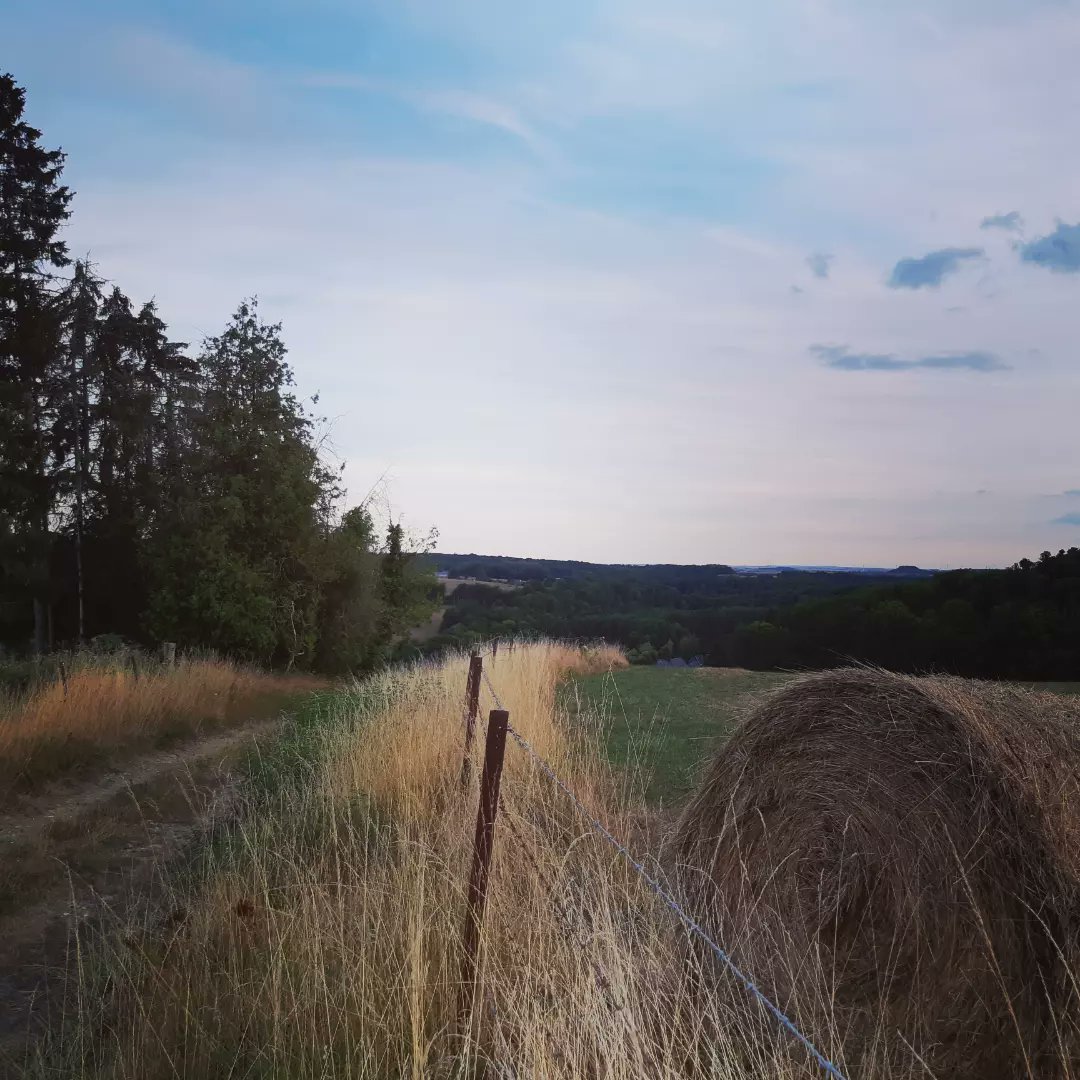 VelosPierrot's tweet photo. En direct de la forêt de Signy-l'Abbaye. Ressourcez vous dans les Ardennes 
#ardennestourisme #slowtourisme #randonnée #sejourvelo https://t.co/QMVUmqGgpu