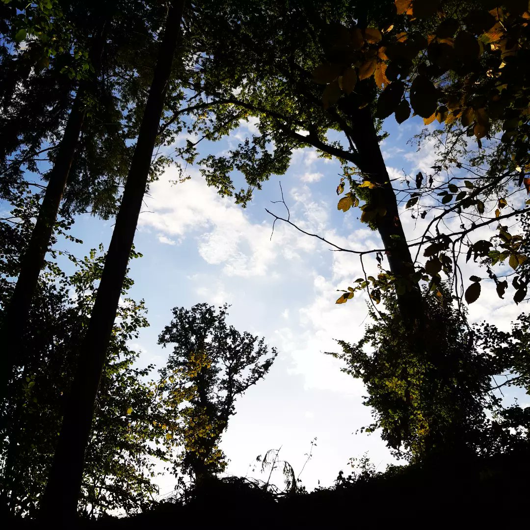 VelosPierrot's tweet photo. En direct de la forêt de Signy-l'Abbaye. Ressourcez vous dans les Ardennes 
#ardennestourisme #slowtourisme #randonnée #sejourvelo https://t.co/QMVUmqGgpu