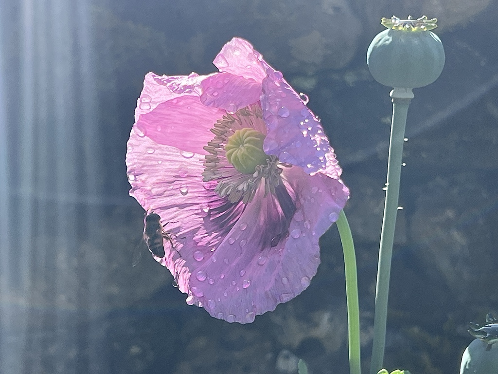 David_Oakes's tweet photo. LOTS of beautiful invertebrates out to play today. https://t.co/nOgsueUA1S