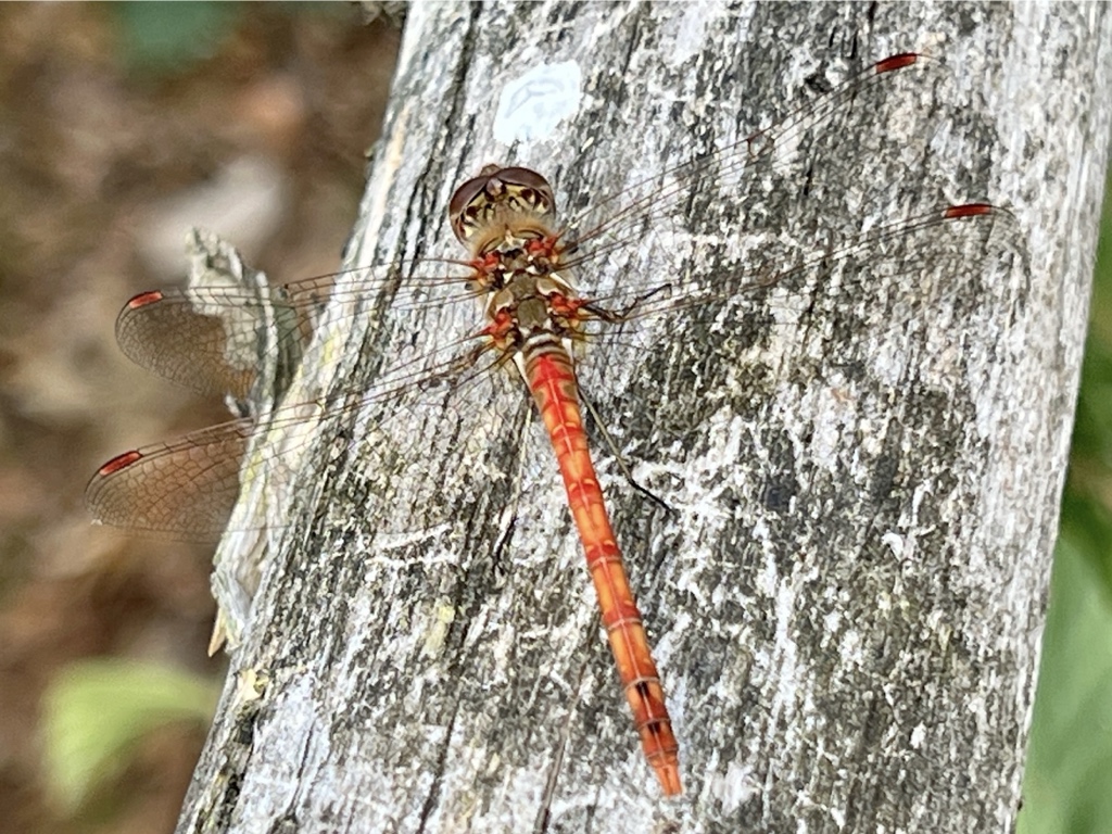 David_Oakes's tweet photo. LOTS of beautiful invertebrates out to play today. https://t.co/nOgsueUA1S