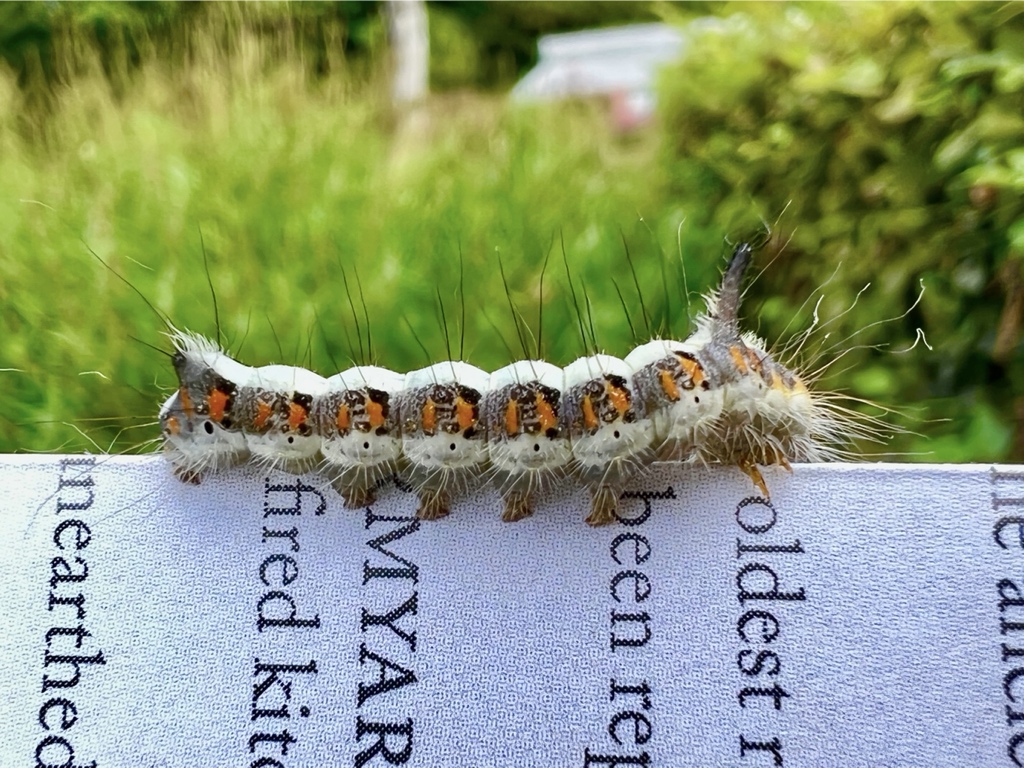 David_Oakes's tweet photo. LOTS of beautiful invertebrates out to play today. https://t.co/nOgsueUA1S