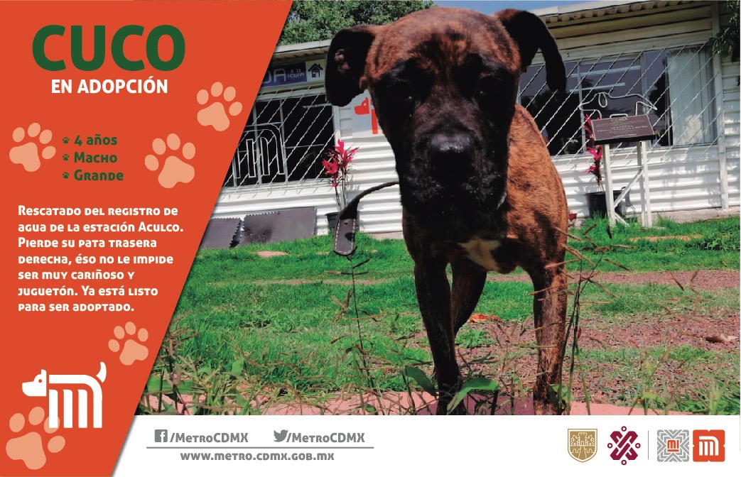 MetroCDMX's tweet photo. Cuco está en busca de una familia, si deseas darle la oportunidad de ser adoptado comunícate vía e-mail a: centrotransferenciacanina.metro@gmail.com  
Consulta requisitos de adopción en 👉🏼 https://t.co/a2rSGOjLEV 🐾  #AUnMetroDeSuHogar #AdoptaNoCompres 🐶🏡" https://t.co/fafQkxBuQV