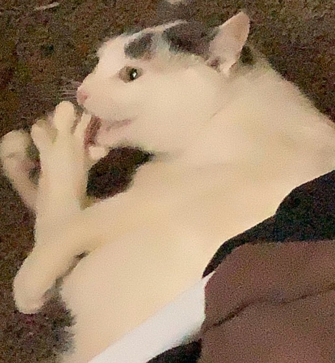 stars__xp's tweet photo. @kwitebruh Hi look at my ugky cat https://t.co/sA9B9rIAoP