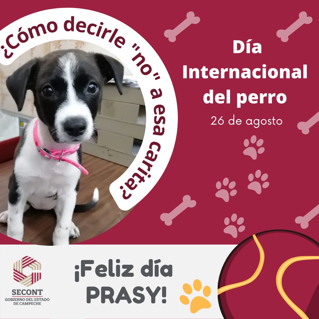 SABGCampeche's tweet photo. #26DeAgosto| Hoy es el ❞𝗗𝗶𝗮 𝗜𝗻𝘁𝗲𝗿𝗻𝗮𝗰𝗶𝗼𝗻𝗮𝗹 𝗱𝗲𝗹 𝗣𝗲𝗿𝗿𝗼❞ esos amigos que nunca nos abandonan🐶.
#Prasy🐾
#MascotaSecont
#AdoptaNoCompres
#GobiernoDeTodos https://t.co/wiiwfoo1m4