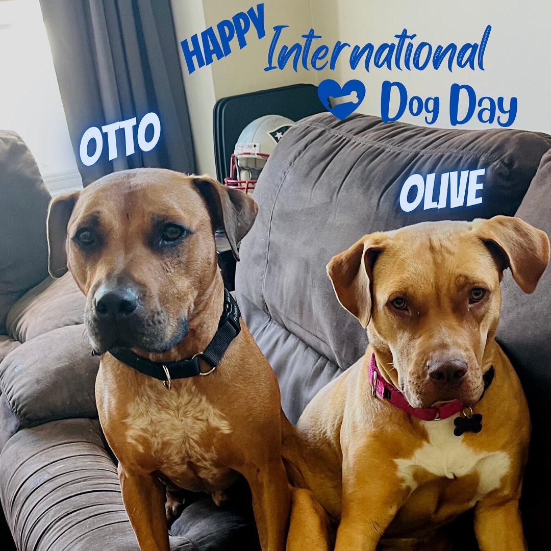 Tufts Univ. Police on Twitter "International Dog Day has been